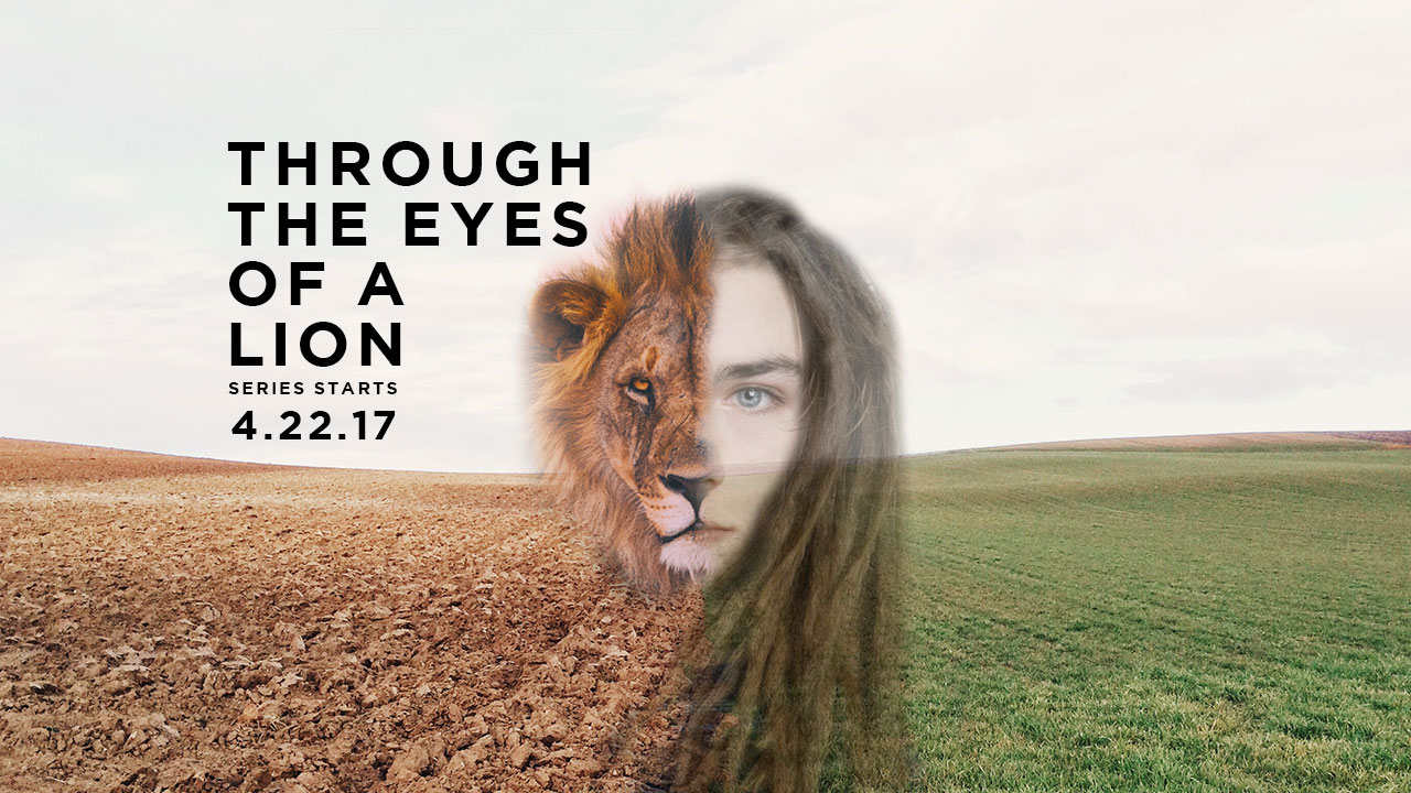 Through The Eyes Of A Lion